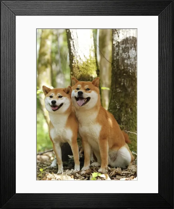 Framed Print : Picture No. 10922295 Framed Print : Picture No. 10922295