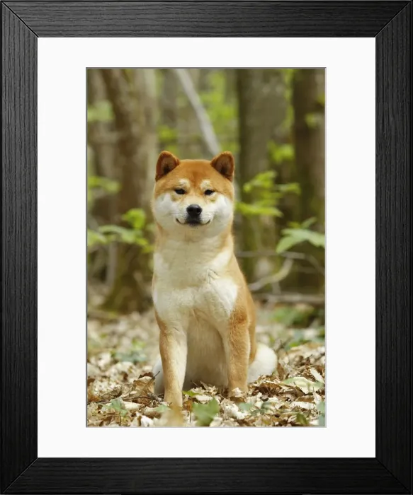 Framed Print : Picture No. 10922341 Framed Print : Picture No. 10922341