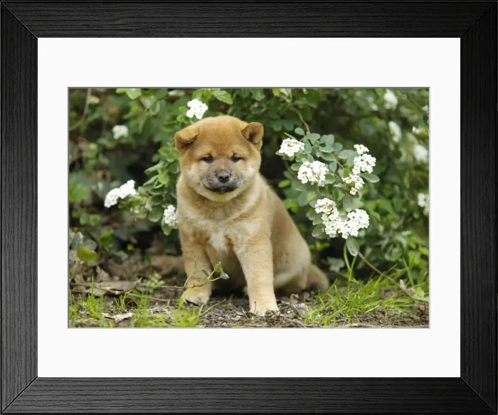 Framed Print : Picture No. 10922313 Framed Print : Picture No. 10922313