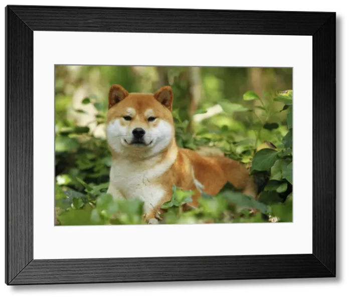 Framed Print : Picture No. 10922293 Framed Print : Picture No. 10922293