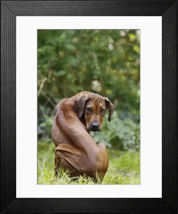 Framed Print : Picture No. 10922330 Framed Print : Picture No. 10922330