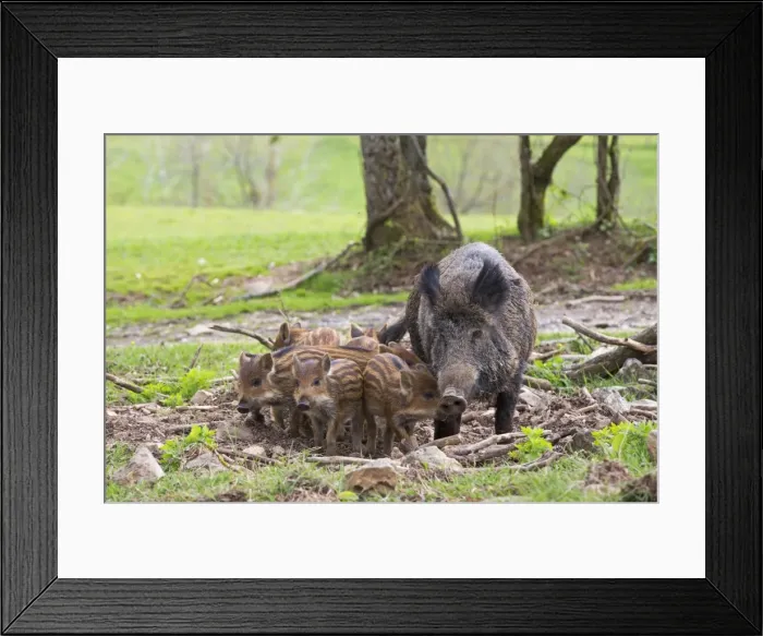Framed Print : Picture No. 10922278 Framed Print : Picture No. 10922278