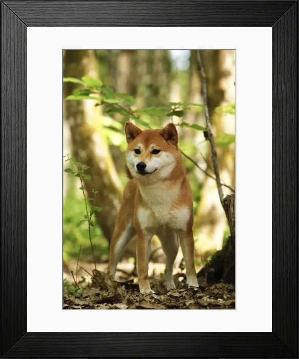 Framed Print : Picture No. 10922298 Framed Print : Picture No. 10922298