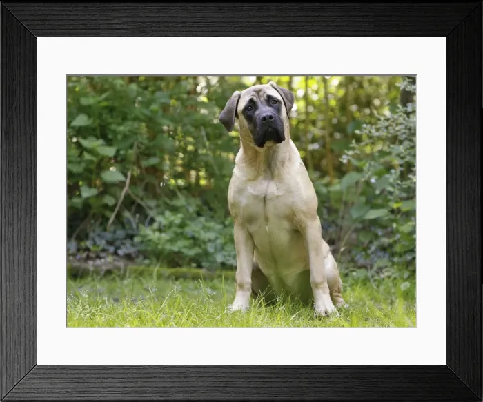 Framed Print : Picture No. 10922322 Framed Print : Picture No. 10922322