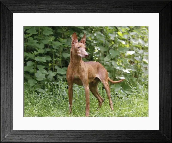 Framed Print : Picture No. 10922319 Framed Print : Picture No. 10922319