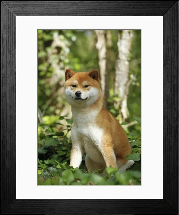 Framed Print : Picture No. 10922291 Framed Print : Picture No. 10922291