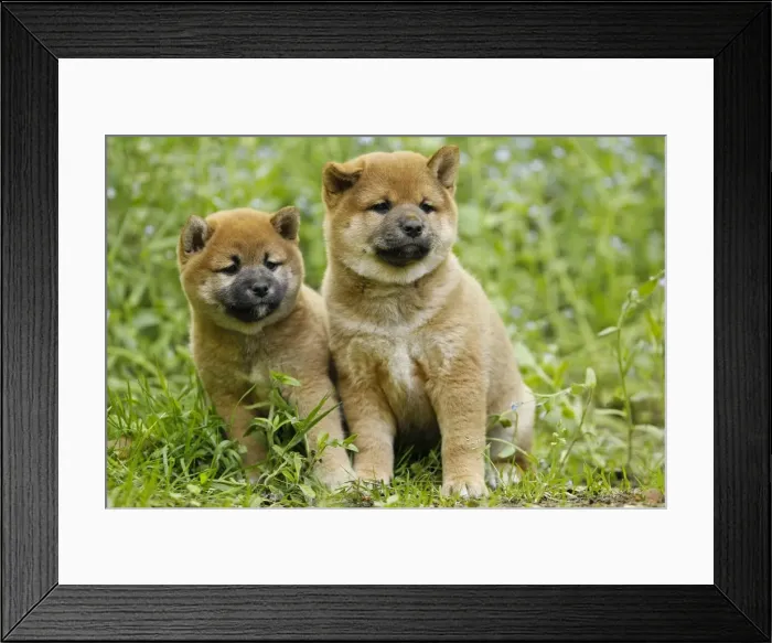 Framed Print : Picture No. 10922309 Framed Print : Picture No. 10922309