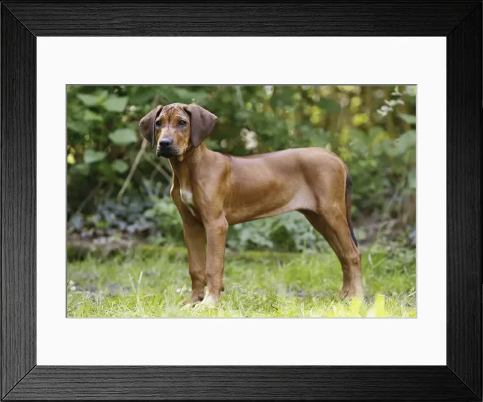 Framed Print : Picture No. 10922329 Framed Print : Picture No. 10922329