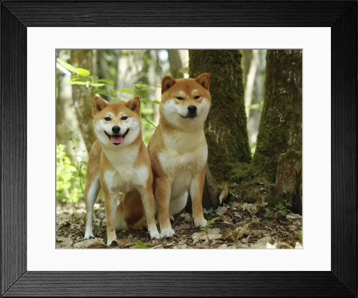 Framed Print : Picture No. 10922299 Framed Print : Picture No. 10922299
