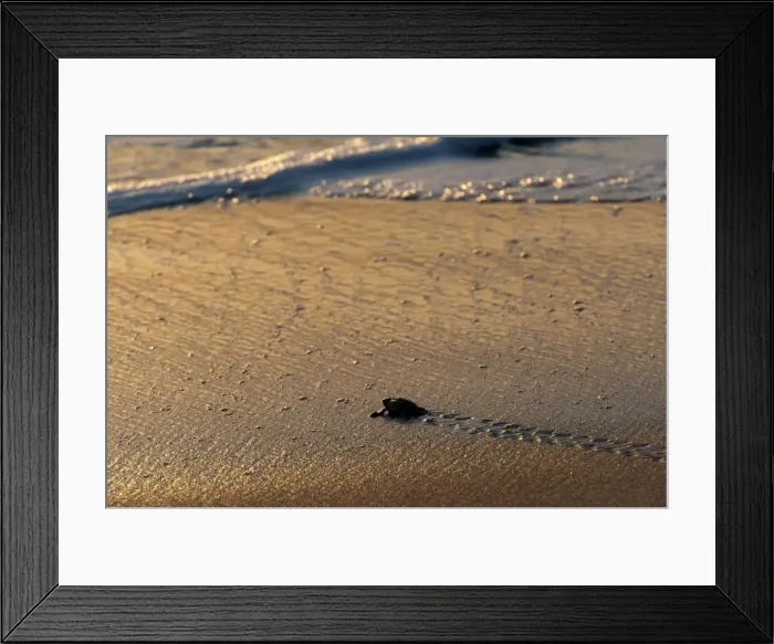 Framed Print : Picture No. 10947344 Framed Print : Picture No. 10947344