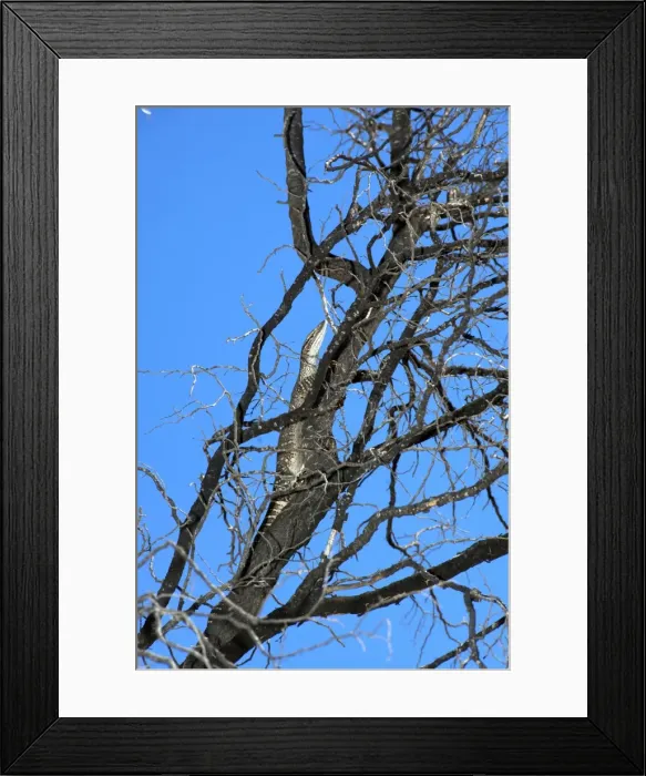 Framed Print : Picture No. 10947345 Framed Print : Picture No. 10947345