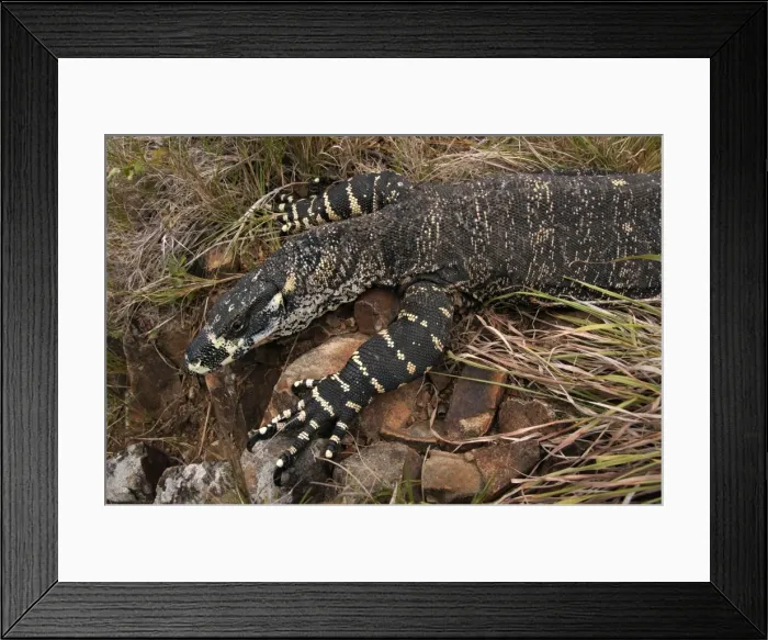 Framed Print : Picture No. 10947349 Framed Print : Picture No. 10947349