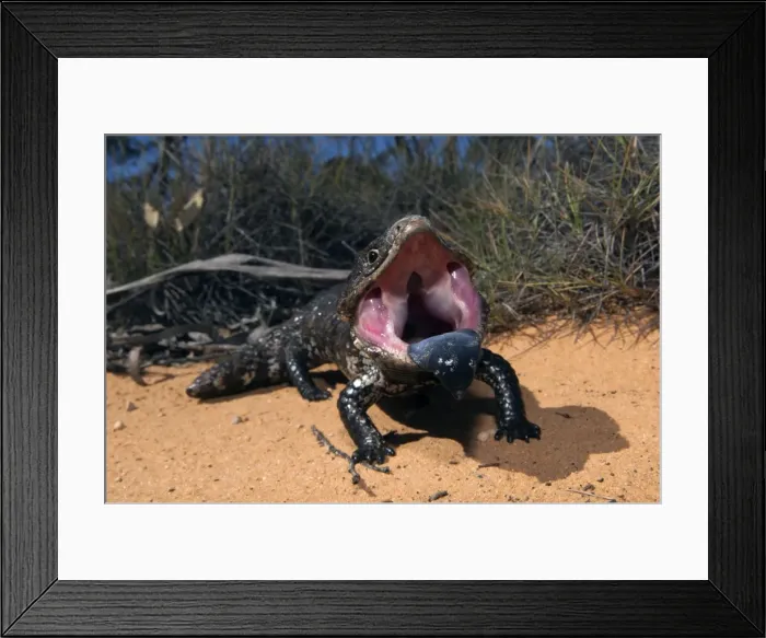 Framed Print : Picture No. 10947355 Framed Print : Picture No. 10947355
