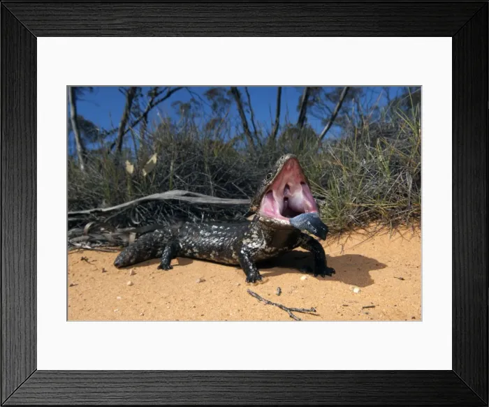 Framed Print : Picture No. 10947357 Framed Print : Picture No. 10947357