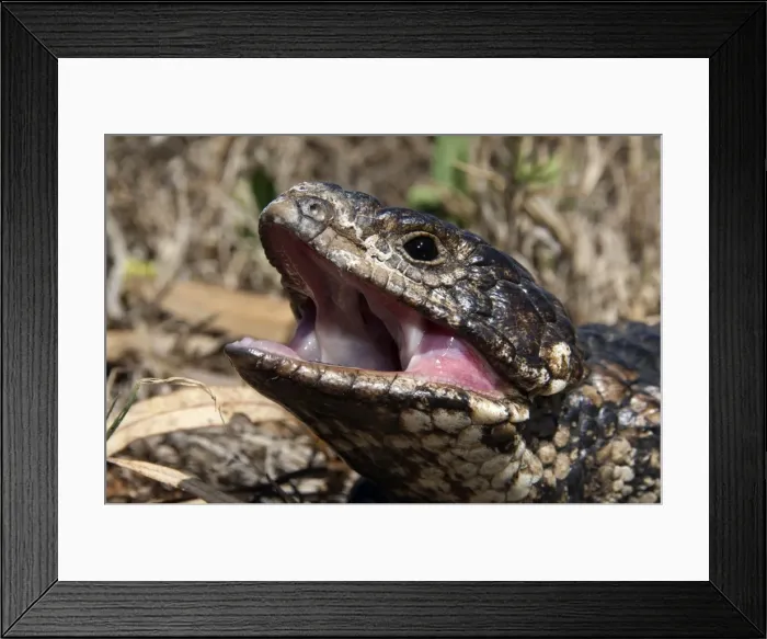 Framed Print : Picture No. 10947356 Framed Print : Picture No. 10947356
