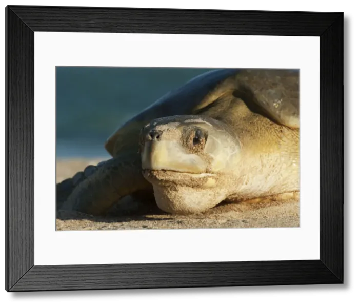 Framed Print : Picture No. 10947358 Framed Print : Picture No. 10947358