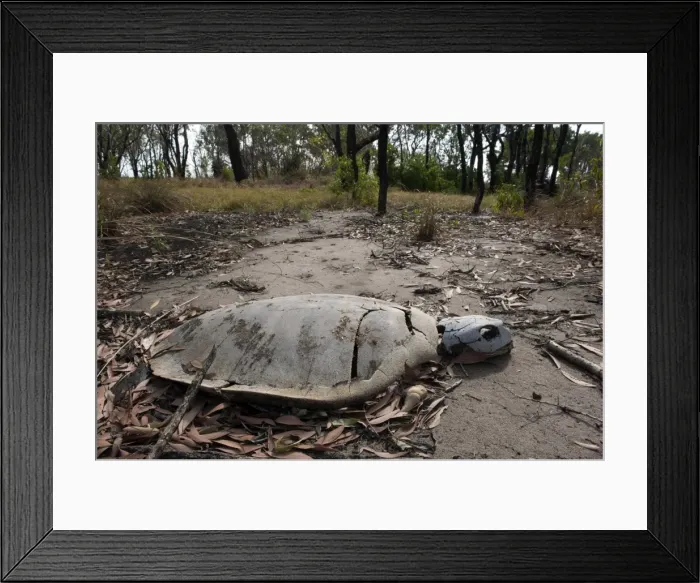 Framed Print : Picture No. 10947353 Framed Print : Picture No. 10947353