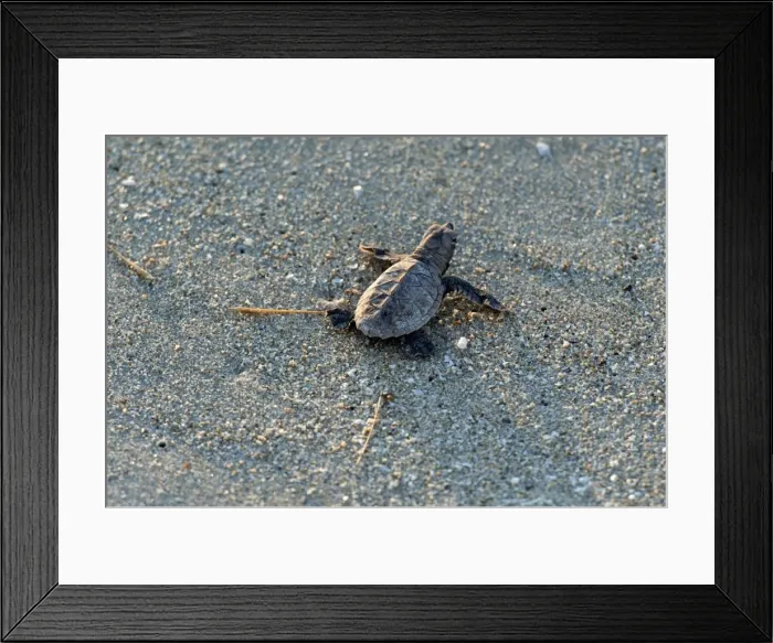 Framed Print : Picture No. 10947354 Framed Print : Picture No. 10947354