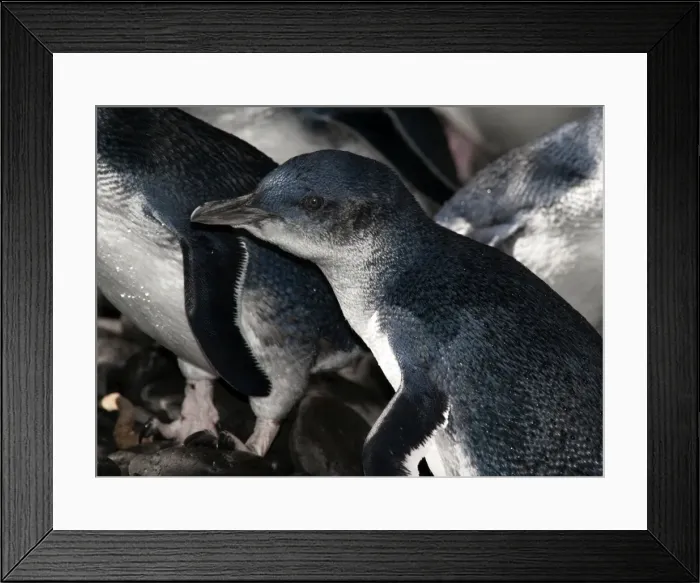 Framed Print : Picture No. 10947364 Framed Print : Picture No. 10947364