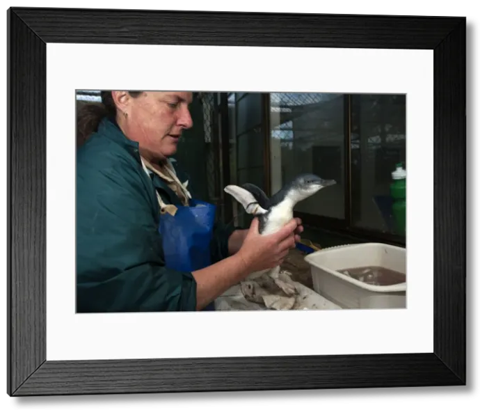 Framed Print : Picture No. 10947366 Framed Print : Picture No. 10947366