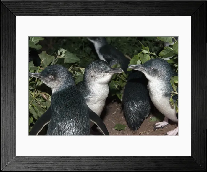 Framed Print : Picture No. 10947368 Framed Print : Picture No. 10947368