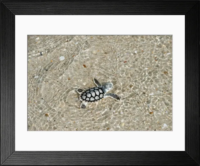Framed Print : Picture No. 10947362 Framed Print : Picture No. 10947362