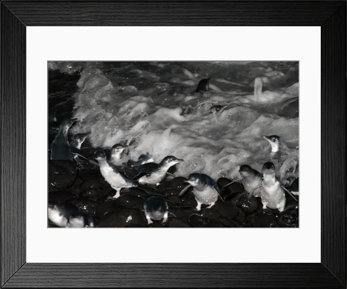 Framed Print : Picture No. 10947365 Framed Print : Picture No. 10947365