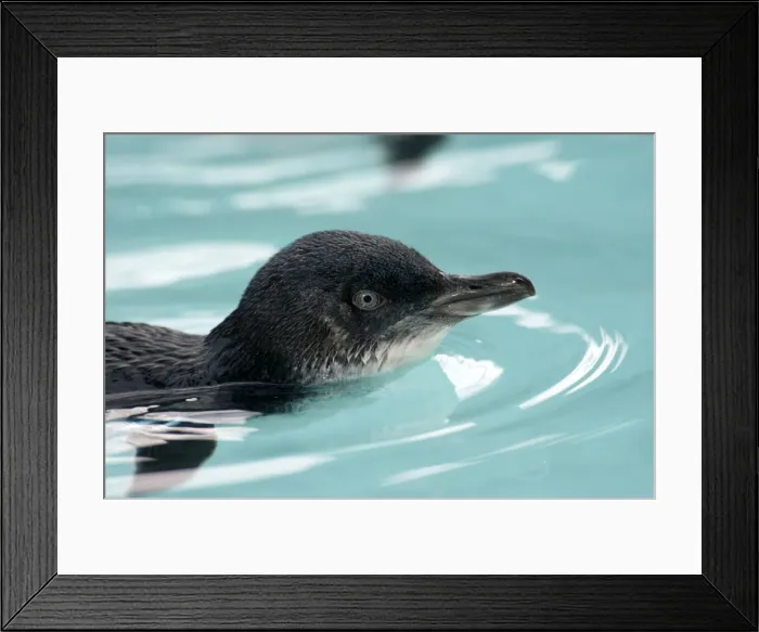 Framed Print : Picture No. 10947370