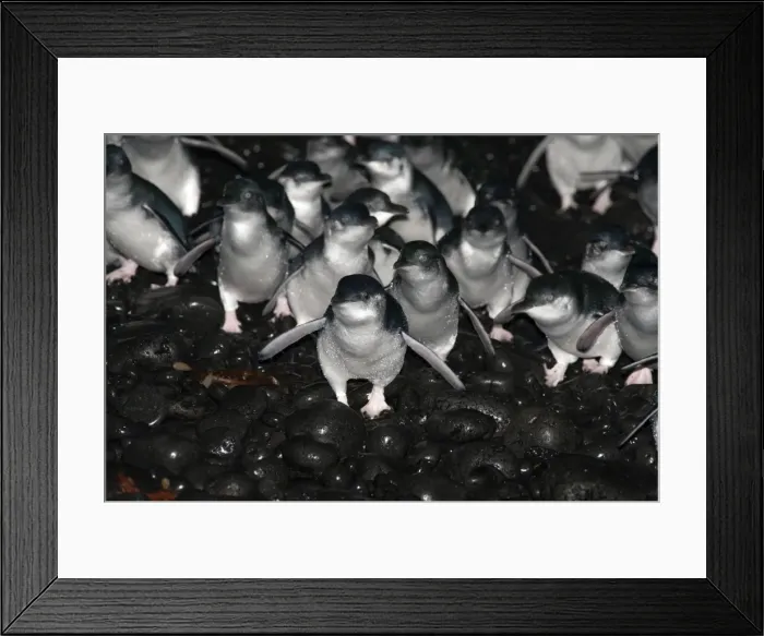 Framed Print : Picture No. 10947372 Framed Print : Picture No. 10947372