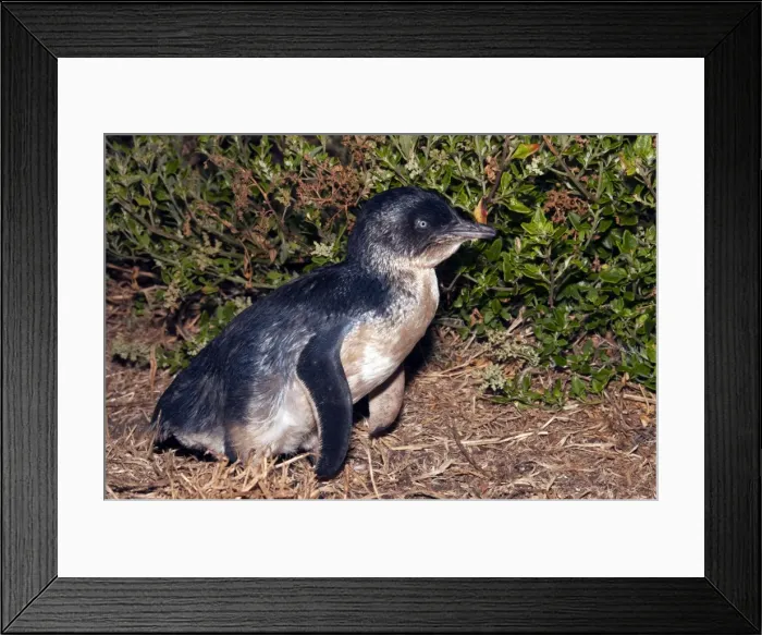Framed Print : Picture No. 10947371 Framed Print : Picture No. 10947371
