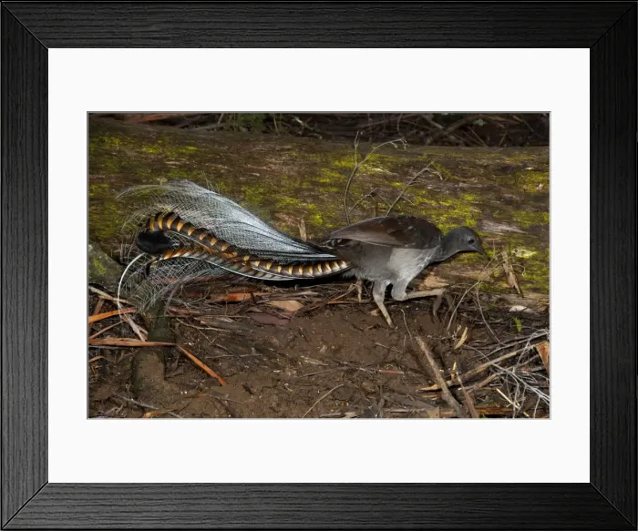 Framed Print : Picture No. 10947367 Framed Print : Picture No. 10947367