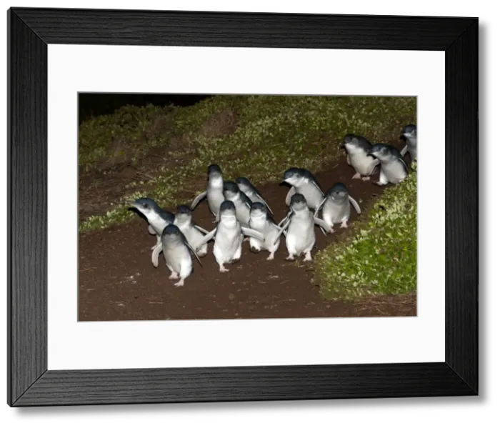 Framed Print : Picture No. 10947375 Framed Print : Picture No. 10947375