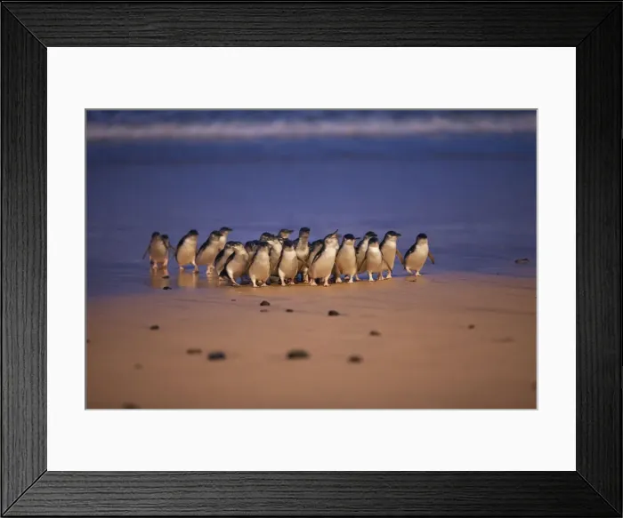 Framed Print : Picture No. 10947376 Framed Print : Picture No. 10947376