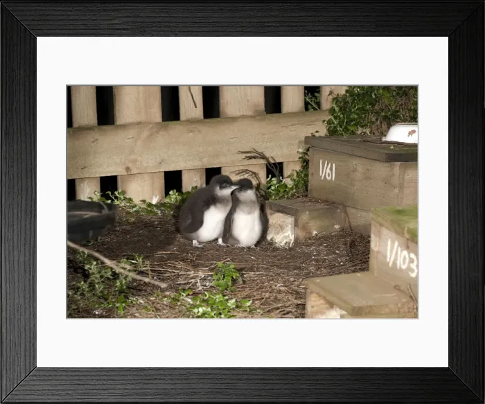 Framed Print : Picture No. 10947373 Framed Print : Picture No. 10947373