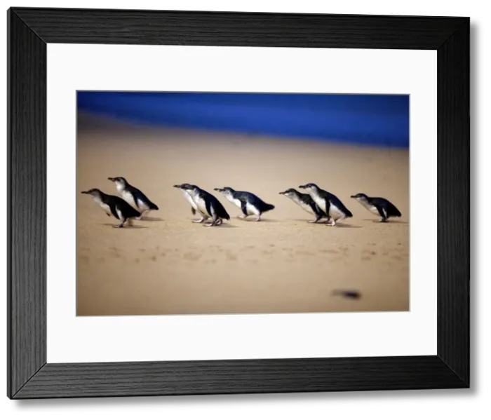 Framed Print : Picture No. 10947374 Framed Print : Picture No. 10947374