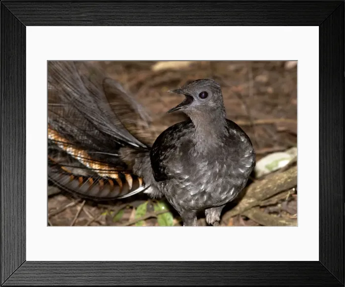 Framed Print : Picture No. 10947377