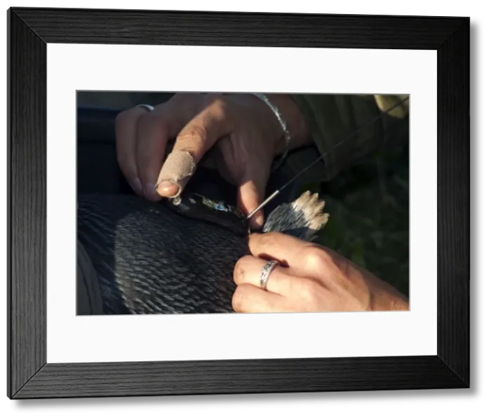 Framed Print : Picture No. 10947382 Framed Print : Picture No. 10947382