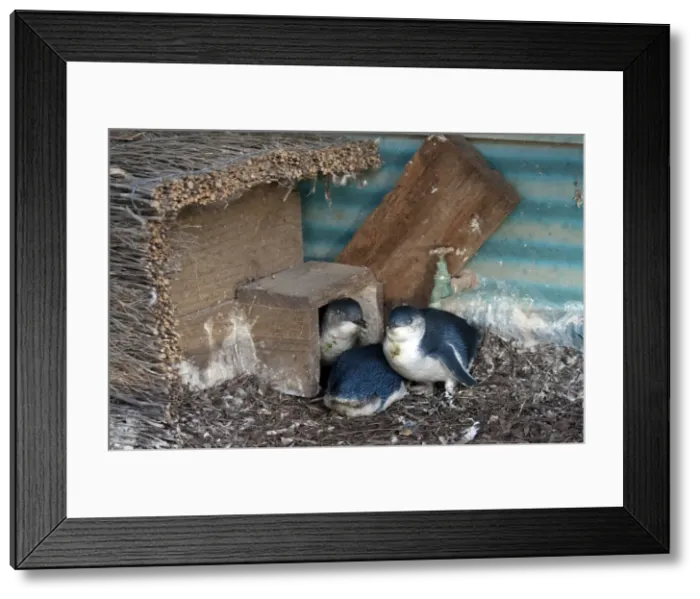 Framed Print : Picture No. 10947381 Framed Print : Picture No. 10947381