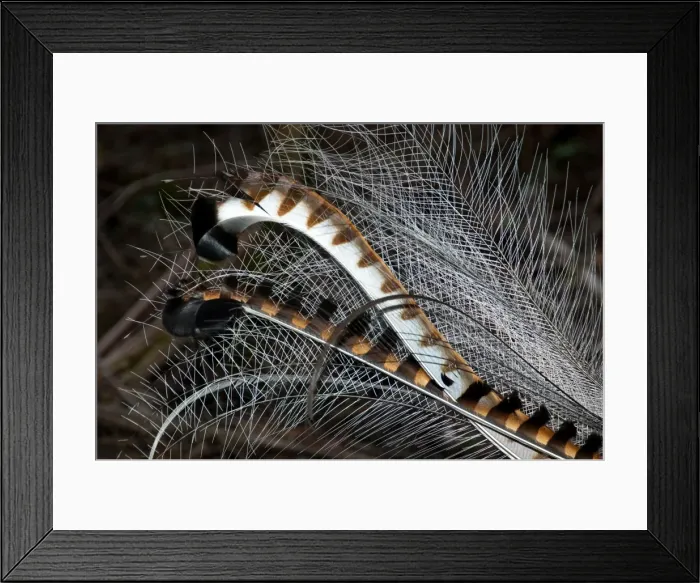 Framed Print : Picture No. 10947384 Framed Print : Picture No. 10947384