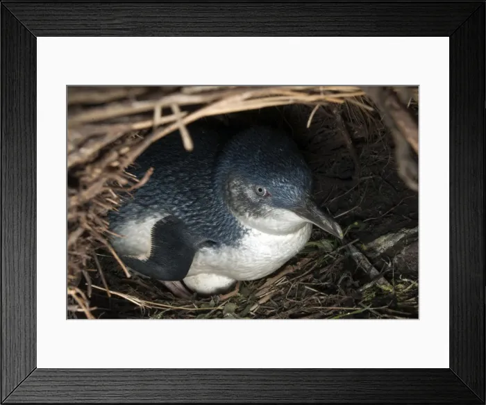 Framed Print : Picture No. 10947383 Framed Print : Picture No. 10947383