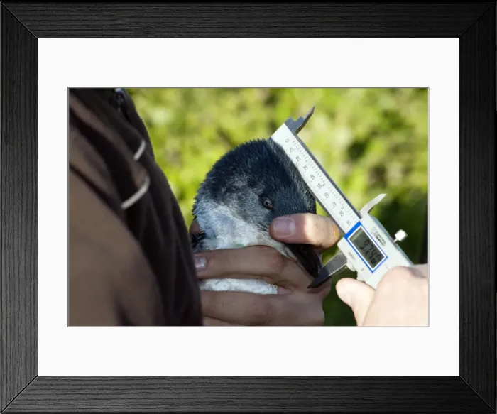 Framed Print : Picture No. 10947387 Framed Print : Picture No. 10947387