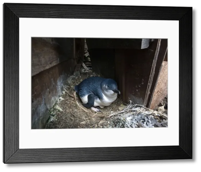 Framed Print : Picture No. 10947389 Framed Print : Picture No. 10947389