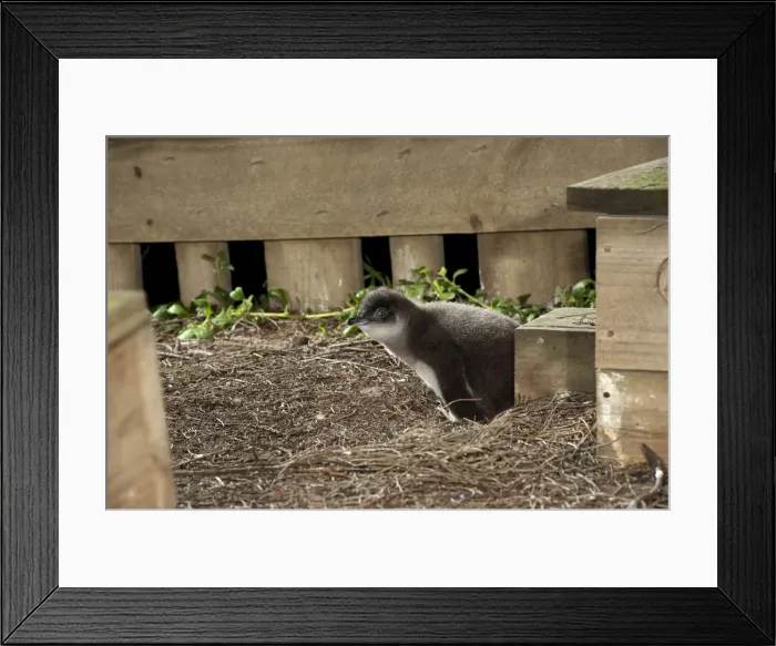 Framed Print : Picture No. 10947390 Framed Print : Picture No. 10947390