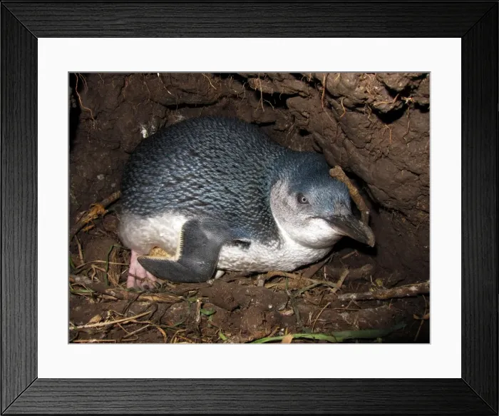 Framed Print : Picture No. 10947386 Framed Print : Picture No. 10947386