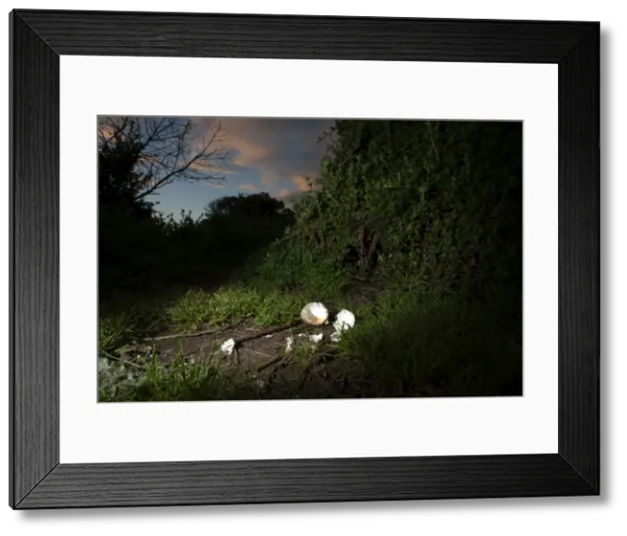Framed Print : Picture No. 10947388 Framed Print : Picture No. 10947388