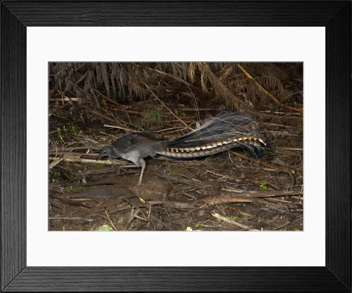 Framed Print : Picture No. 10947394