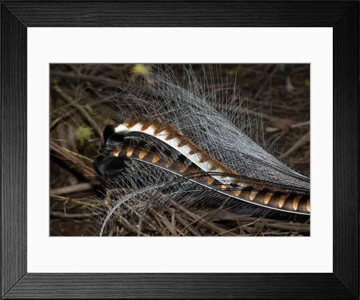 Framed Print : Picture No. 10947385 Framed Print : Picture No. 10947385