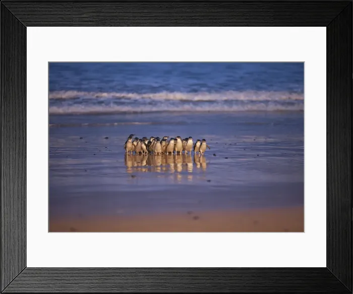 Framed Print : Picture No. 10947392 Framed Print : Picture No. 10947392