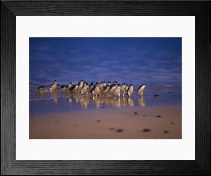 Framed Print : Picture No. 10947396 Framed Print : Picture No. 10947396