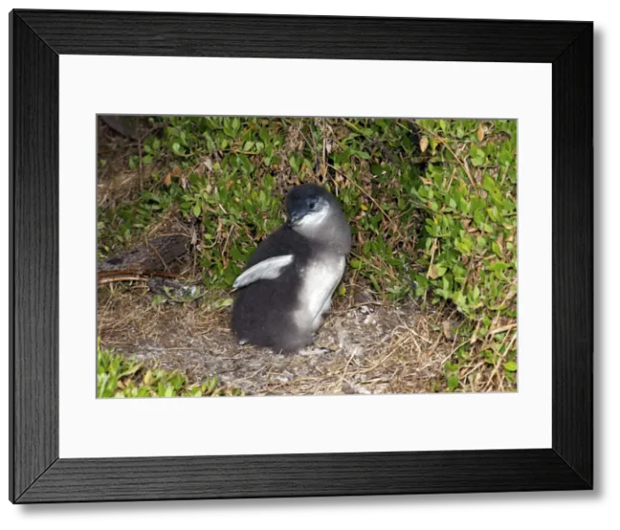 Framed Print : Picture No. 10947404 Framed Print : Picture No. 10947404